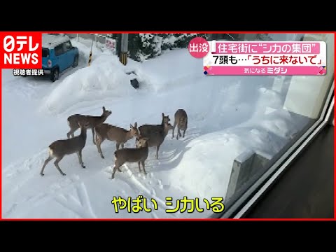 【ナゼ？】住宅街に鹿の群れ  札幌市