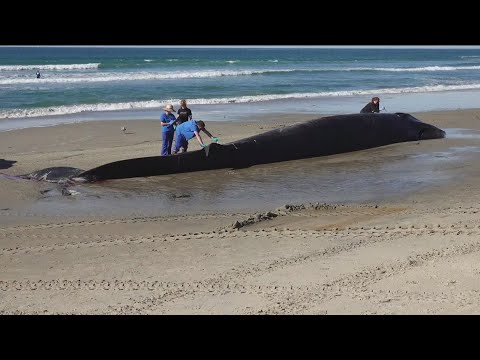 How did a 52-foot fin whale end up dead on a California beach?