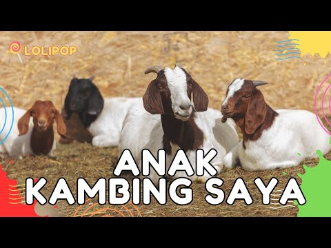 ✅LAGU ANAK KAMBING SAYA TERBARU - LAGU ANAK REMIX