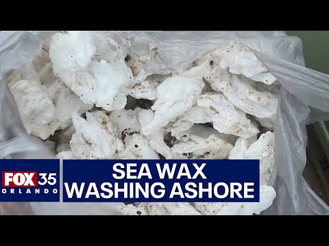 Sea wax washing up on Florida shores