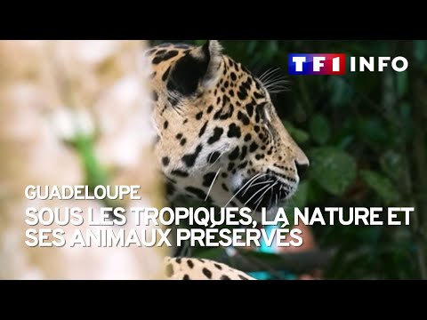 Tortues, flamants roses, panth&egrave;res : sous les tropiques, la nature et ses animaux pr&eacute;serv&eacute;s