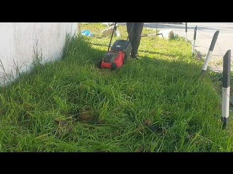 Just Before Christmas I HELPED A FAMILY Cutting grass wall garden