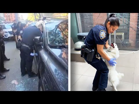 NYPD Officer Adopts Dog She Helped Rescue From Hot Car