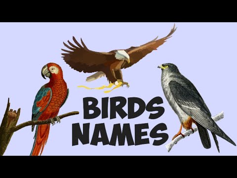Birds Name | Learn Bird Name in English for Kids | Birds Name in English | 