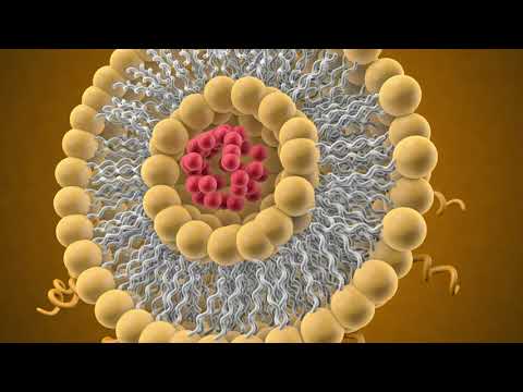 Liposomal Delivery Systems in Cancer Therapy - Creative Biolabs