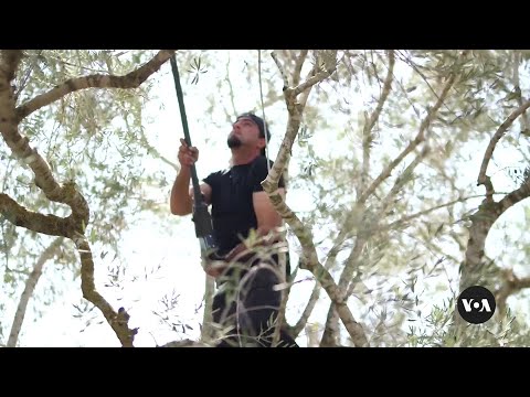 Olive Harvest in West Bank Caught in Crossfire Between Jewish Settlers, Palestinians | VOANews