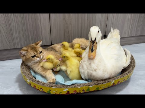 The mother duck took the duckling to find the nanny kitten to sleep with. cute and funny animal🐥😽