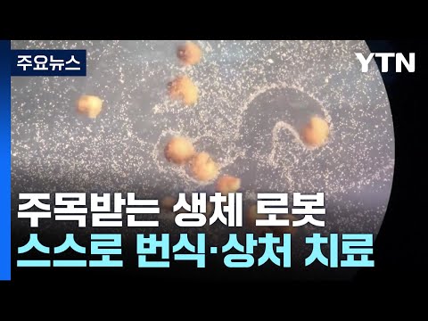 사람 세포로 만든 생체 로봇...스스로 번식하고, 상처도 치료 / YTN