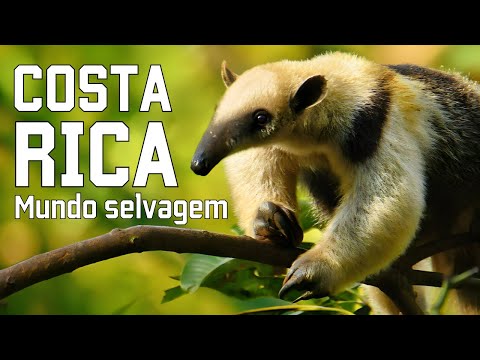 COSTA RICA SELVAGEM | Criaturas estranhas e florestas inexploradas