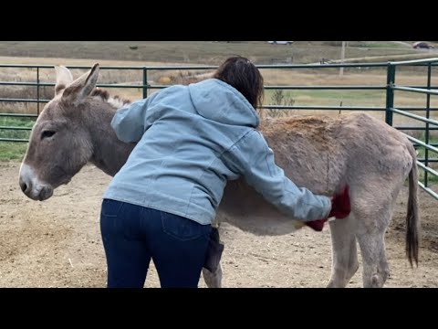 Shaggy wild burro treating his rain rot part 1