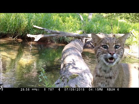 Pennsylvania man captures all walks of life crossing log bridge