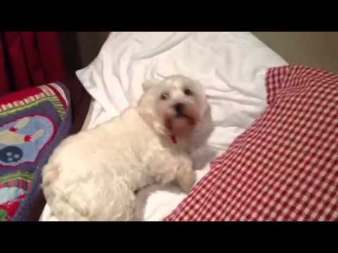 Dog loves going to bed!