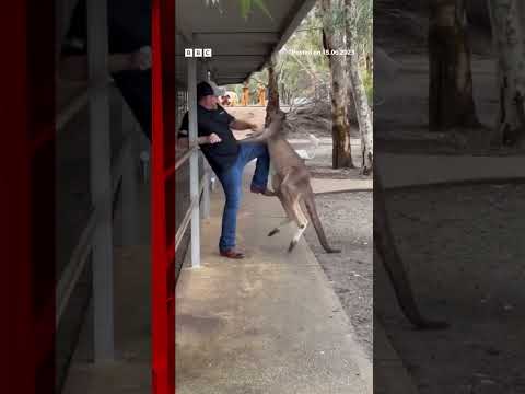 Tourist fights off feisty kangaroo in Australia. 