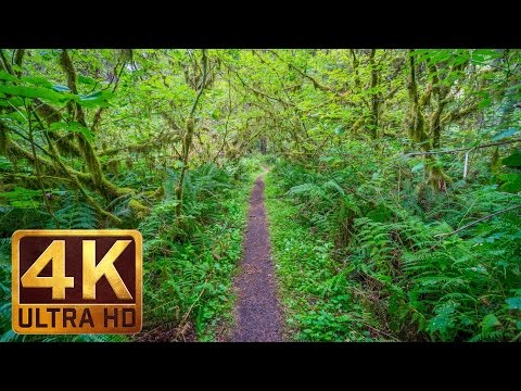 Walking in the Woods - 4K UHD Relaxation Video with Bird Singing and Forest Sounds - 20 minutes