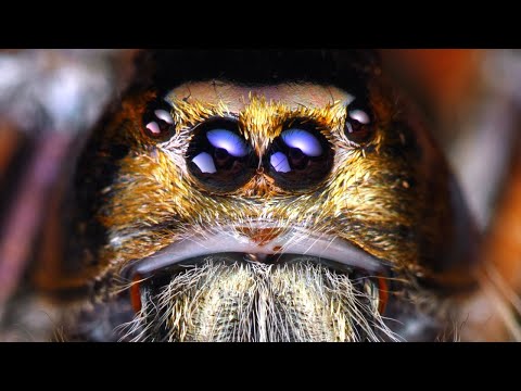 These Eyes Will HYPNOTISE YOU!! Biggest Ever Documented Jumping Spider Close up