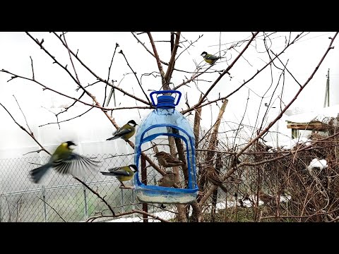 An Interesting Idea How to Make Bird Feeder from a Plastic Bottle DIY