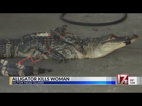 Alligator found guarding woman's body near SC lagoon, authorities say