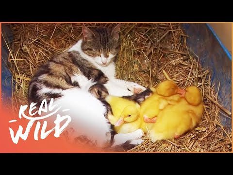 The Cat Who Adopts Baby Ducklings | Animal Odd Couples | Real Wild