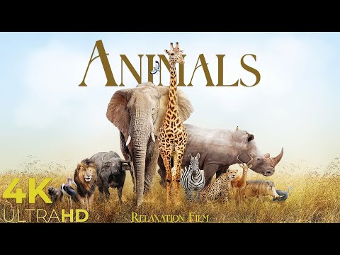 Wild Animals 4K Around the World &bull; Relaxation Film by Peaceful Relaxing Music and Video Ultra HD