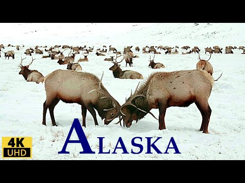 ALASKA 4K RELAXATION FILM/ WILDLIFE, LANDSCAPES, NATURE SOUNDS &amp; RELAXING MUSIC/ ALASKA IS AMAZING