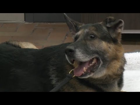 Hamilton police&rsquo;s longest serving K-9 unit member heads into retirement