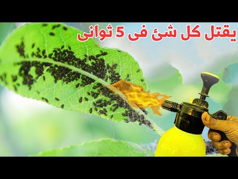 رشه واحده كالغاز المسيل للدموع🤬للقضاء على المن والفطريات والنمل وذبابة الفاكهة وكل الحشرات للأبد