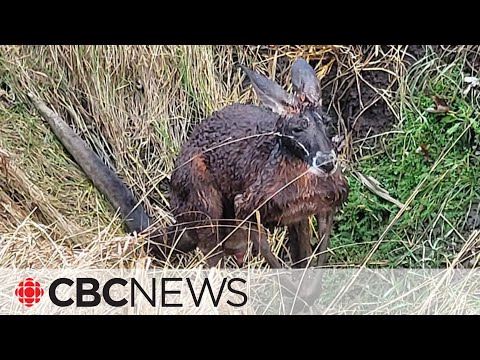 Fugitive kangaroo that escaped Ontario zoo found safe