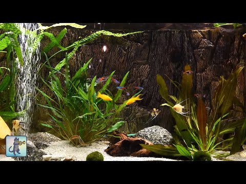 Relaxing Aquarium Fish Tank Sounds ~ NO MUSIC 🐟