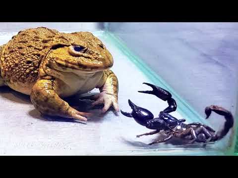 Amazing!! Asian Bullfrog With Big Black Scorpion! Warning Live Feeding