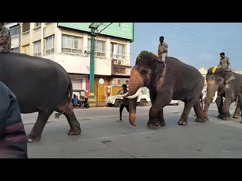 Elephants walking in Mysuru city roads. 