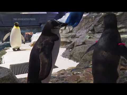 Penguin parents sleep for just a few seconds at a time to guard their newborns, study show