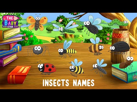 A Beginner's Guide to Learning Insects for Kids | Discovering the Fascinating World of Insects