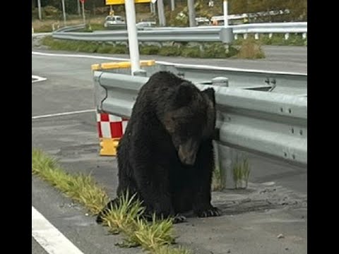 道路脇で力なくへたり込むクマ&hellip;後ろ足付近にケガ 車にはねられたか 市や警察は対応協議 当面見守る方針&hellip;北海道・稚内市