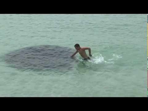 Mysterious Water Creature - Florida - 2013