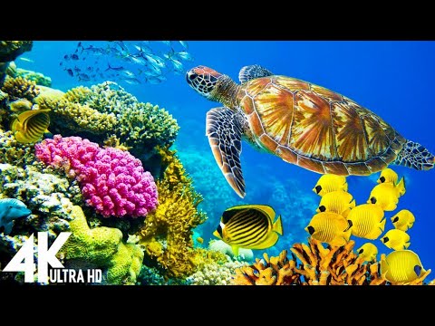 3 HOURS of 4K Underwater Wonders + Relaxing Music - Coral Reefs &amp; Colorful Sea Life in UHD