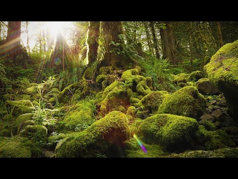 Nature Therapy: Relaxing Full Motion Forestry with Natural Sounds