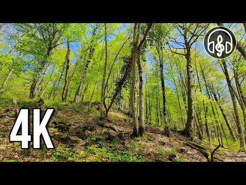 Morning birdsong in the spring mountain forest. 3 hours for relaxation and sleep.