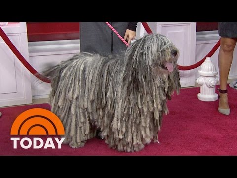 Meet The National Dog Show&rsquo;s Most Unusual Breeds | TODAY