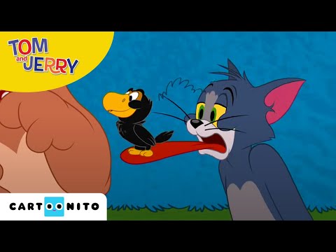 Tom și Jerry | Pozne păsărești | Cartoonito