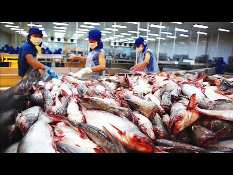 Modern catfish farming and harvesting - Catfish Processing in factory - Catfish aquaculture