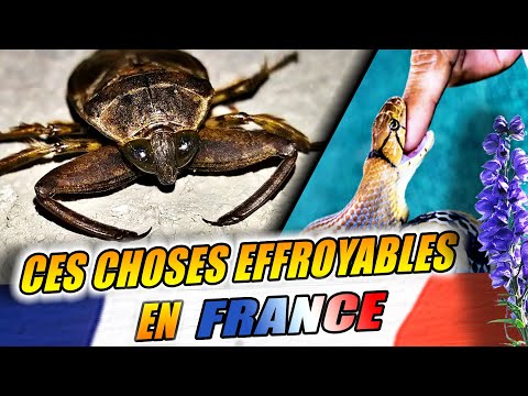 Ces CHOSES en FRANCE qui peuvent vous TERRASSER