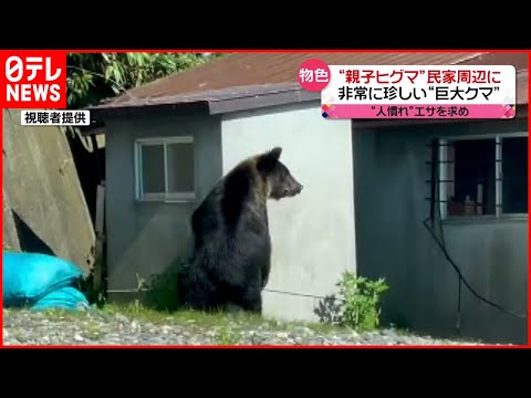 【巨大】体重202kg  ヒグマ親子が民家周辺に出現