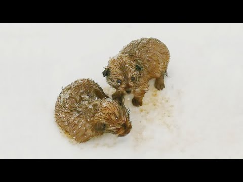 Father and son came across two abandoned shivering puppies in the snow while enjoying snowy scenery