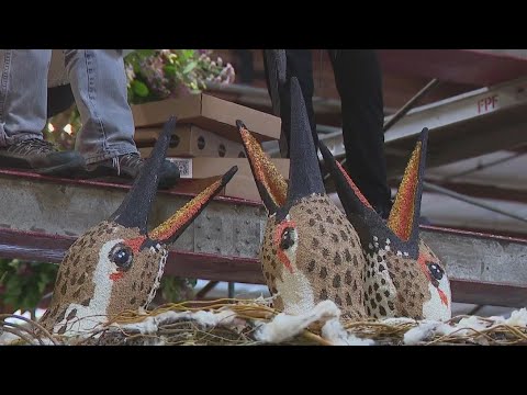 Volunteers working 24/7 to finish Rose Parade floats