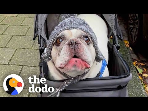 Talkative Frenchie Has The Most Unique &ldquo;Voice&rdquo; | The Dodo