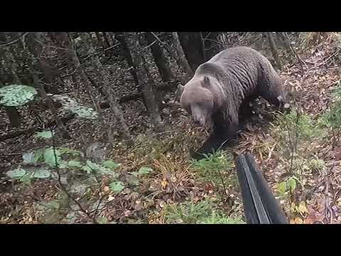 Нападение медведя на охотника.