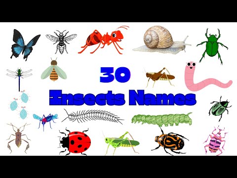 Insects names in English for kids| insects vocabulary| toddlers learning videos| kids education