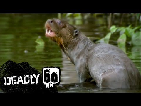 Rare Giant Otter Spotted! | Deadly 60 | BBC Earth Kids