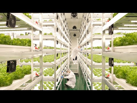 farming is science. process of growing fresh vegetables by Korean scientists.