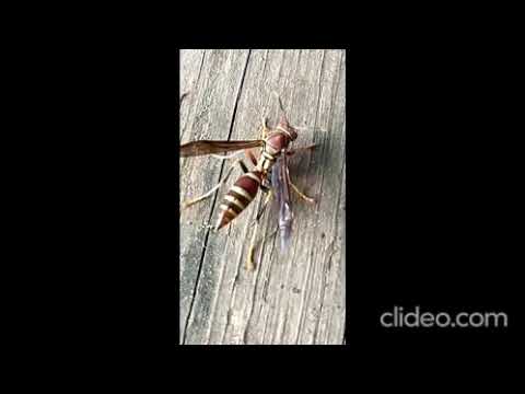 Burgundy/Yellow  Paper Wasp  with stinger pumping &amp; ready to sting above the Harpeth River, TN USA.